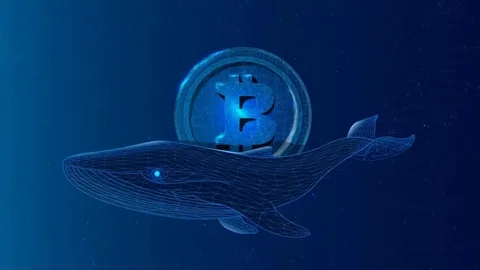 Crypto Whale Earn